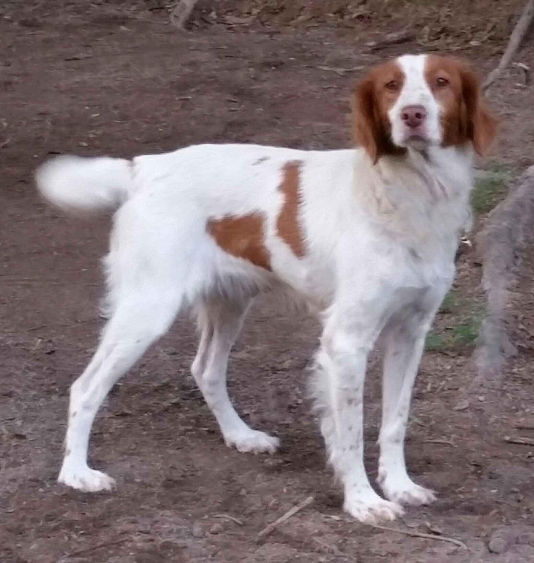 Orange and white brittany hot sale spaniel